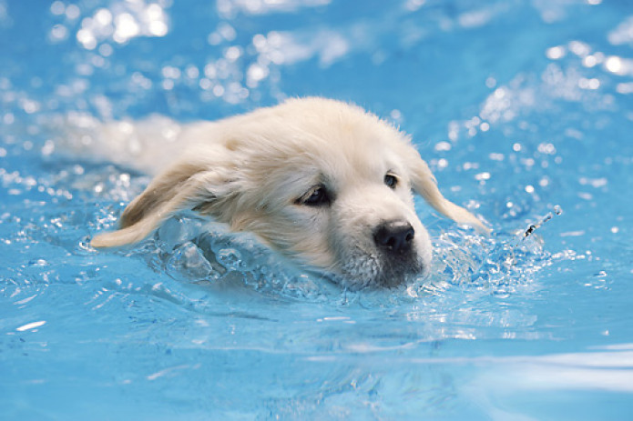 Puppy Swimming Class