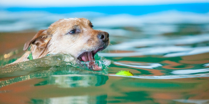 Dog Swimming Lessons
