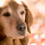 Senior Dog Care Lecture Series