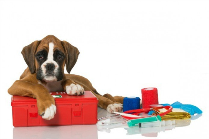 Pet First Aid and CPR Class