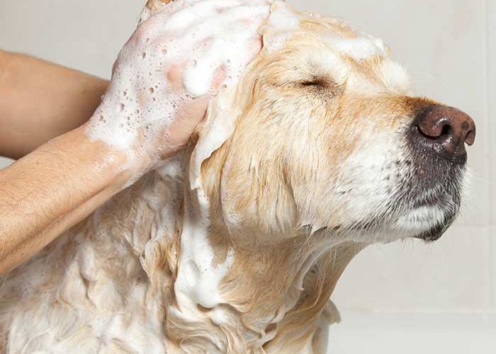 bathing-dog-golden-retriever-dog-wash-700x700-1